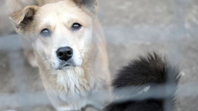 &ldquo;终止流浪 带我回家&rdquo;太原市小动物救助会公益领养活动成功举办