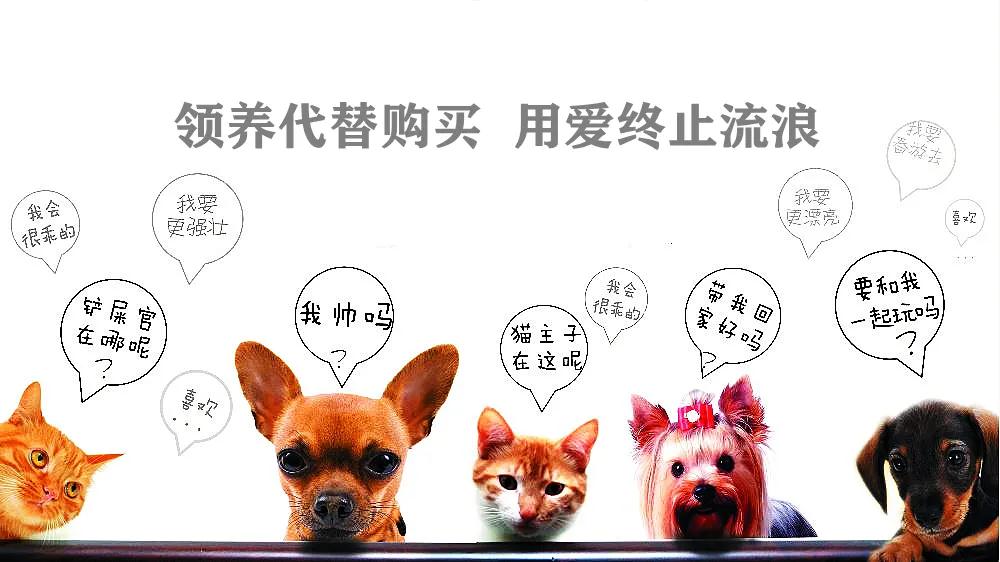 第二届太原市小动物救助协会线下领养活动开始了